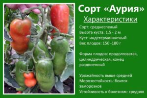 Основные характеристики сорта томатов Аурия с фото