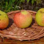 Описание и реальные фото сорта яблони «Скала»