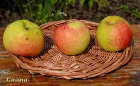 Фото плодов яблони Скала