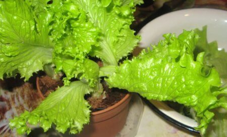 можно ли выращивать листовой салат в квартире