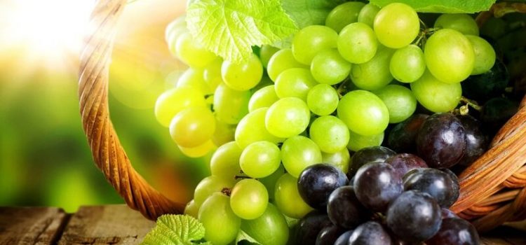 Внекорневая и корневая подкормка винограда